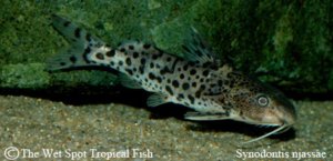 Synodontis Njassae Tropical Freshwater Fish For Sale Online The Wet