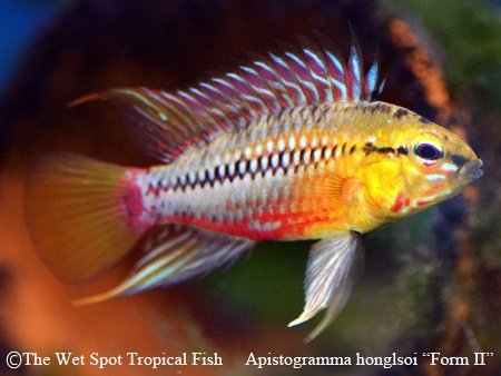 Apistogramma hongsloi - Tropical Freshwater Fish For Sale Online - The ...