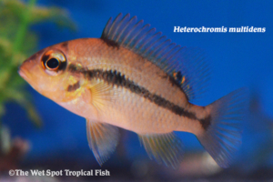 Heterochromis multidens