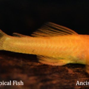 albino kıllı plecostomus