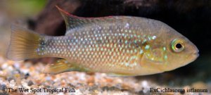 Amphilophus istlanus - Tropical Freshwater Fish For Sale Online - The ...