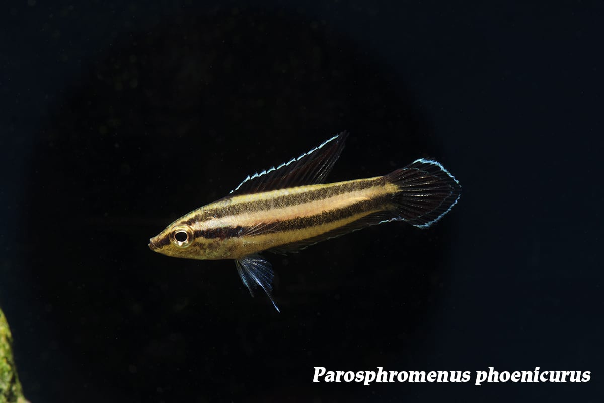 fire and ice licorice gourami