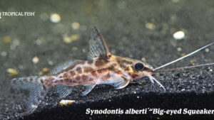 Synodontis alberti - Big-eyed Squeaker Cat