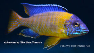 Aulonocara sp. - Blue Neon Tanzania