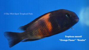 Tropheus moorii - Orange Flame - Bemba