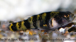 Brachygobius xanthomelas