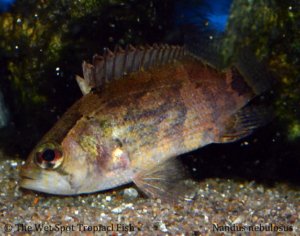 Nandus nebulosus - Tropical Freshwater Fish For Sale Online - The Wet ...