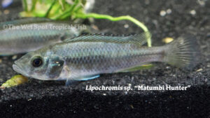 Lipochromis sp. - Matumbi Hunter