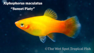 Xiphophorous maculatus - Sunset Platy