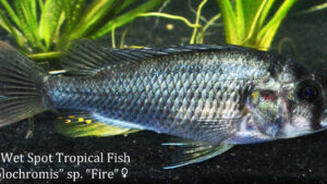 Haplochromis sp. - Fire