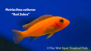 Metriaclima estherae - Red Zebra