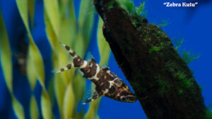 Synodontis nigriventris - Zebra Kutu