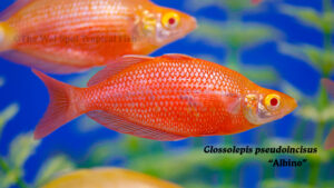 Glossolepis pseudoincisus - Albino