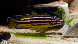 Julidochromis regani - Zambia