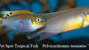 Pelvicachromis taeniatus - Moliwe