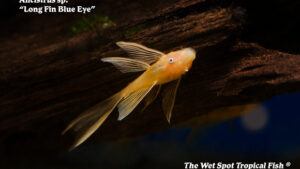 Ancistrus sp. - Long Fin Blue Eye