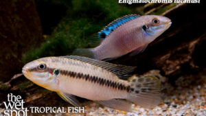 Enigmatochromis lucanusi