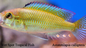 Astatotilapia calliptera - Blue