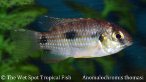 Anomalochromis thomasi