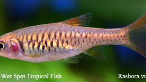 Rasbora vulcanus