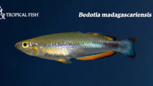 Bedotia madagascariensis