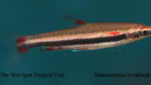 Nannostomus beckfordi