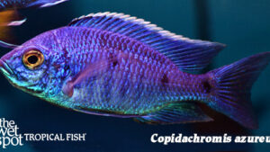 Copidachromis azureus