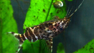 Synodontis nigriventris