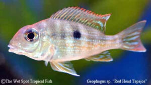 Geophagus sp. - Red Head Tapajos