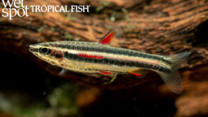 Nannostomus marginatus - Dwarf Pencilfish