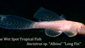 Ancistrus sp. - Albino - Long Fin