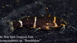 Microsynodontis sp. - Bumblebee