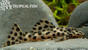 Leporacanthicus heterodon - Golden Vampire Pleco