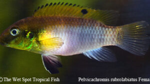 Pelvicachromis rubrolabiatus Female