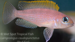 Lamprologus caudopunctatus - Red Fin