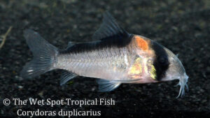 Corydoras duplicarius