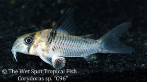 Corydoras sp.