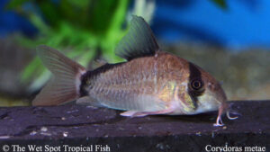 Corydoras metae