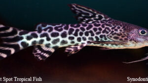 Synodontis paradalis