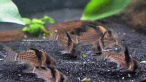 Corydoras brevirostris