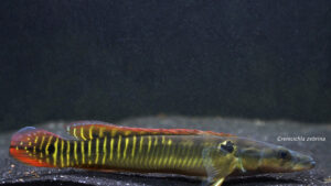 Crenicichla zebrina