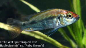 Haplochromis sp. - Ruby Green