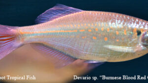 Devario sp. - Burmese Blood Red Giant Danio