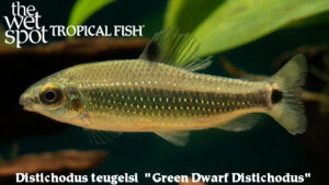 Distichodus teugelsi - Green Dawrf Dsitichodus