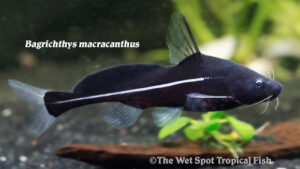 Bagrichthys macracanthus