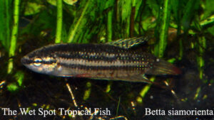 Betta siamorientalis