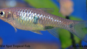 Rasbora elegans