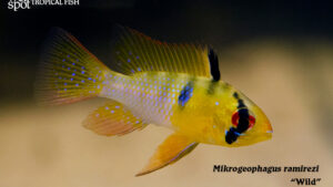 Mikrogeophagus ramirezi - Wild