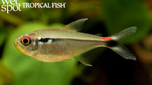 Hyphessobrycon montagi - Montag's Tetra