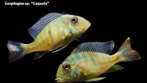 Geophagus sp. - Caqueta